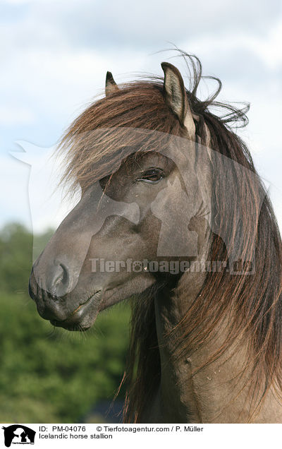 Islnderhengst / Icelandic horse stallion / PM-04076