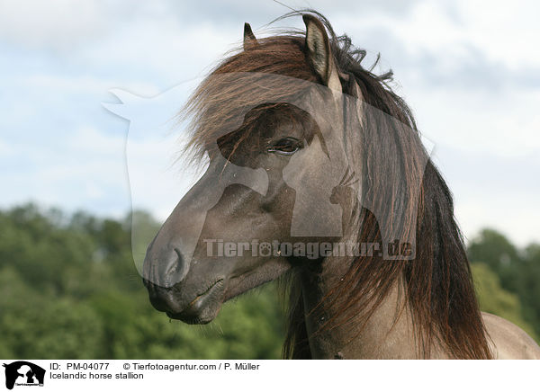 Islnderhengst / Icelandic horse stallion / PM-04077