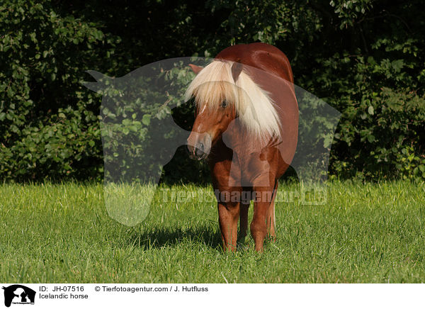 Islnder / Icelandic horse / JH-07516