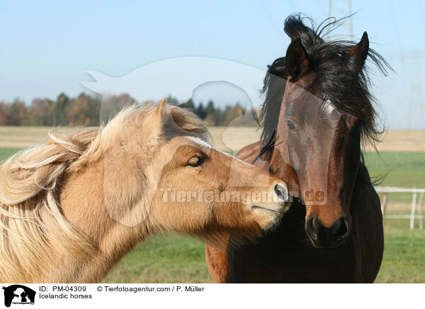 Islnder / Icelandic horses / PM-04309
