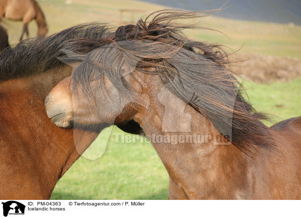 Islnder / Icelandic horses / PM-04363