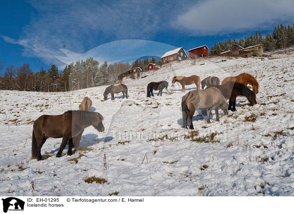 Islnder / Icelandic horses / EH-01295