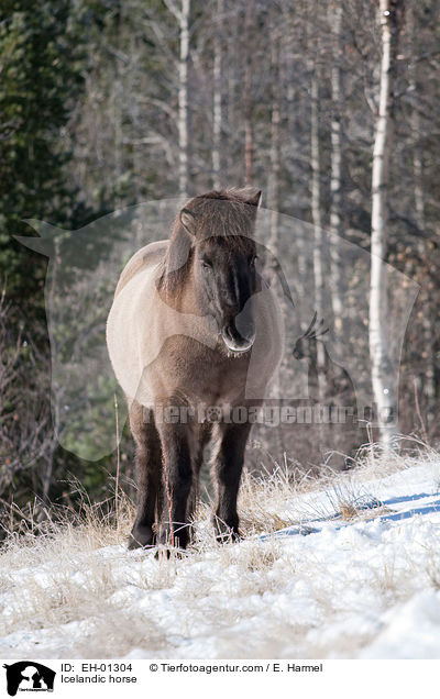 Islnder / Icelandic horse / EH-01304