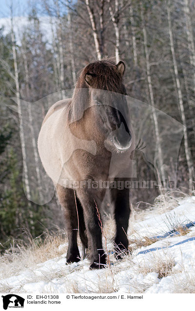 Islnder / Icelandic horse / EH-01308
