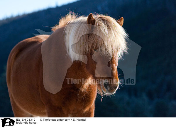 Islnder / Icelandic horse / EH-01312