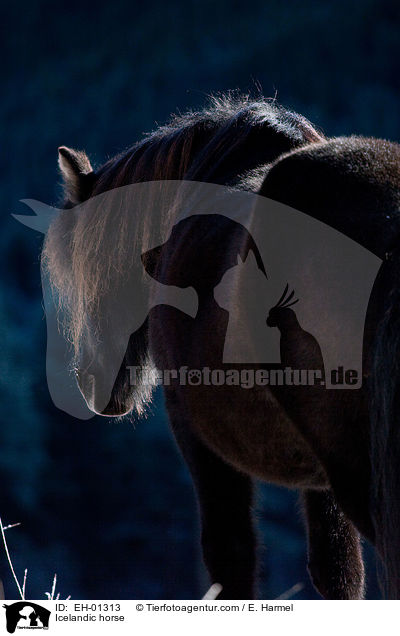 Islnder / Icelandic horse / EH-01313