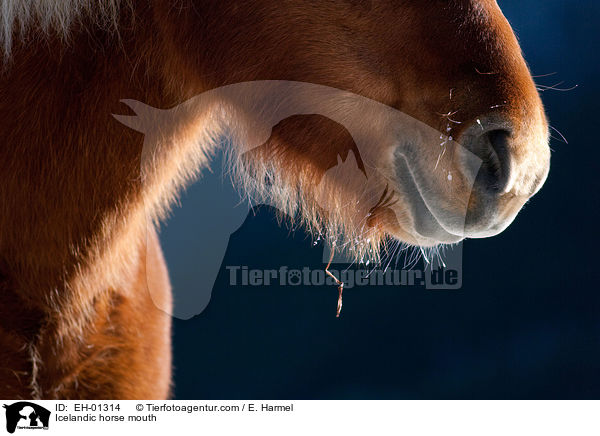 Islnder Maul / Icelandic horse mouth / EH-01314