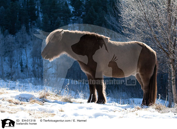 Islnder / Icelandic horse / EH-01318