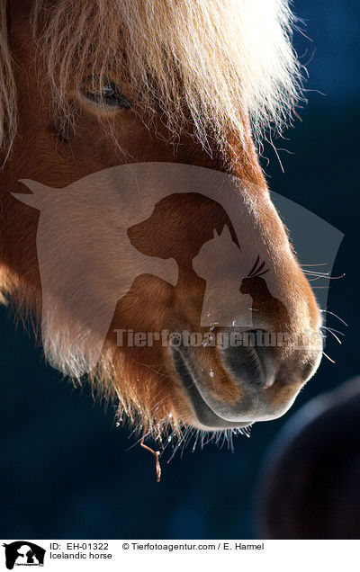 Islnder / Icelandic horse / EH-01322