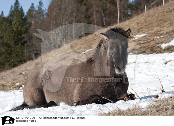 Icelandic horse / EH-01326