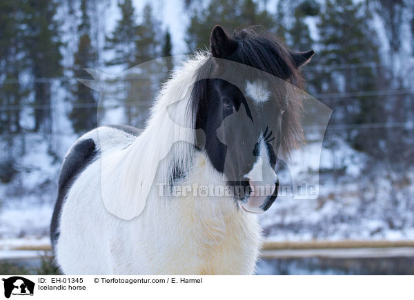 Icelandic horse / EH-01345