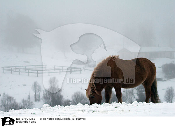 Islnder / Icelandic horse / EH-01352