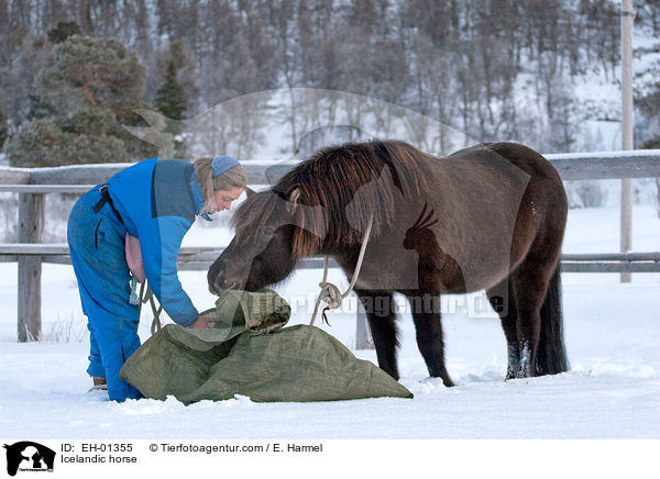 Islnder / Icelandic horse / EH-01355