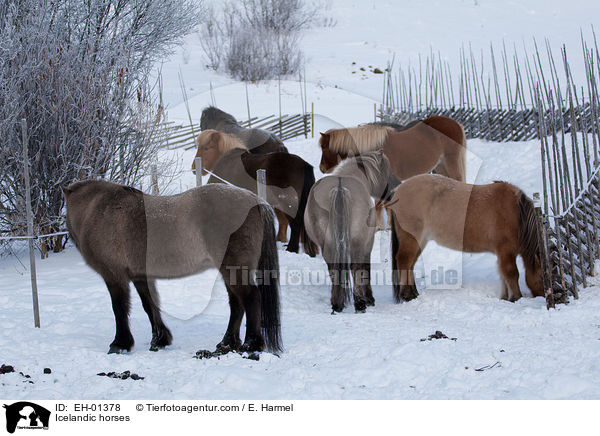 Islnder / Icelandic horses / EH-01378