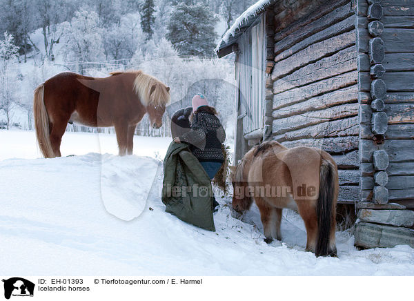 Islnder / Icelandic horses / EH-01393