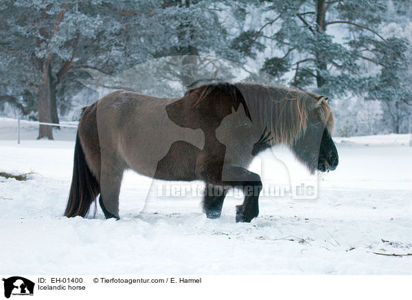 Icelandic horse / EH-01400