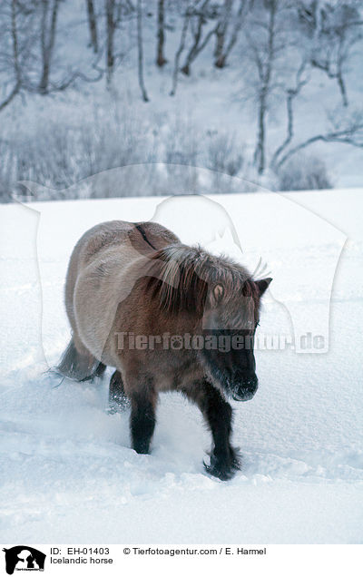 Islnder / Icelandic horse / EH-01403