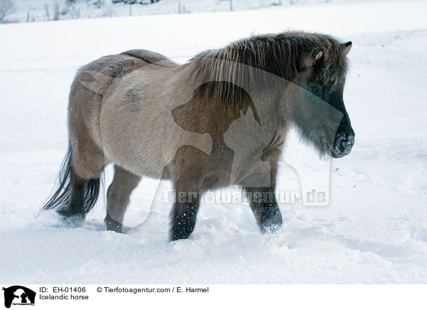 Islnder / Icelandic horse / EH-01406