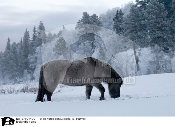 Islnder / Icelandic horse / EH-01409