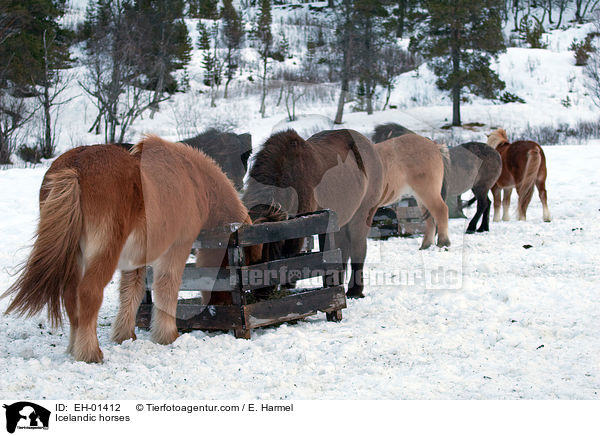 Islnder / Icelandic horses / EH-01412