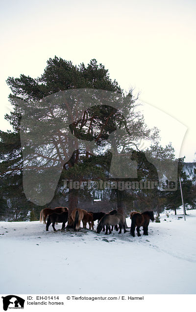 Islnder / Icelandic horses / EH-01414