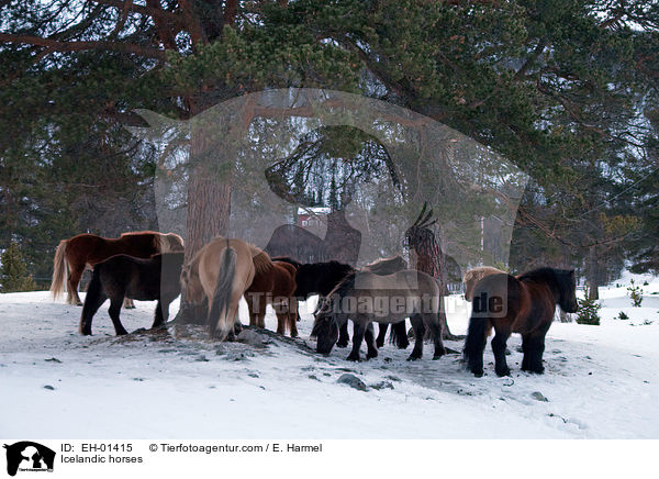 Icelandic horses / EH-01415