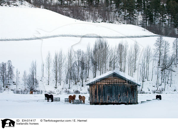 Islnder / Icelandic horses / EH-01417