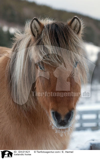 Islnder / Icelandic horse / EH-01421