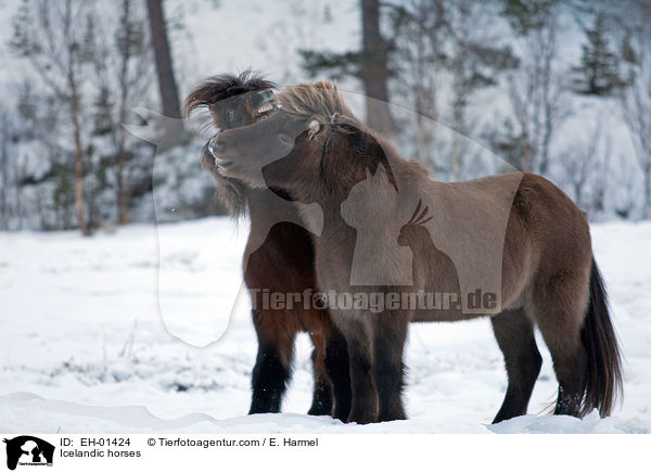 Islnder / Icelandic horses / EH-01424