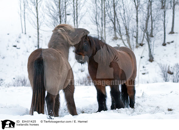 Islnder / Icelandic horses / EH-01425