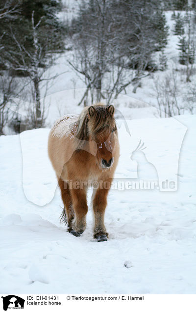 Islnder / Icelandic horse / EH-01431