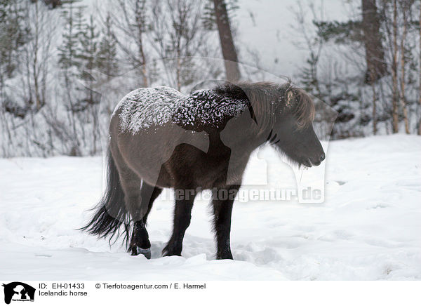 Islnder / Icelandic horse / EH-01433