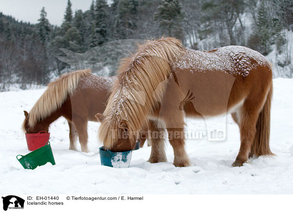 Islnder / Icelandic horses / EH-01440