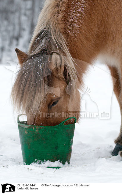 Islnder / Icelandic horse / EH-01441