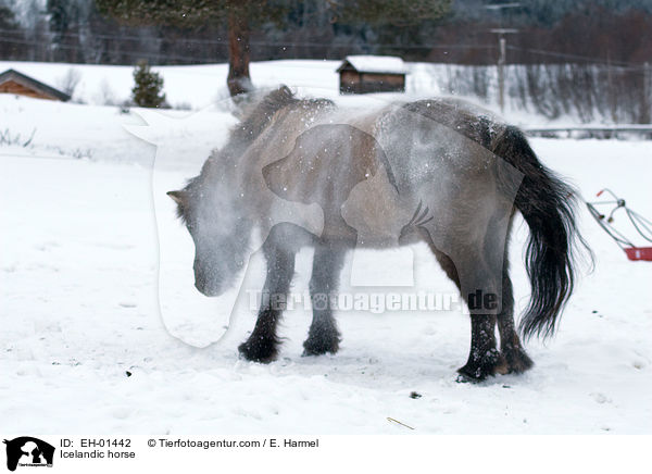 Islnder / Icelandic horse / EH-01442