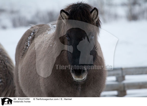 Islnder / Icelandic horse / EH-01450
