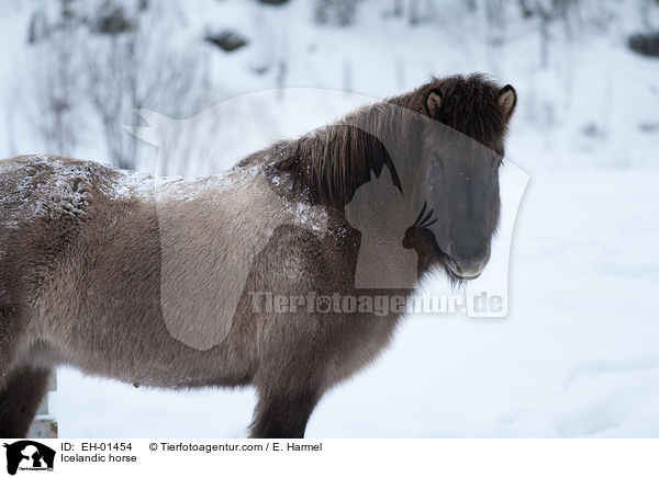 Islnder / Icelandic horse / EH-01454