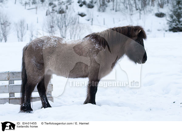 Islnder / Icelandic horse / EH-01455