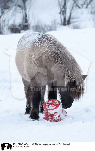 Islnder / Icelandic horse / EH-01456