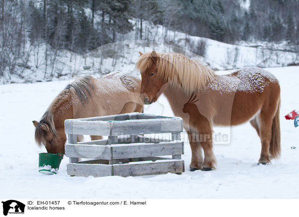 Islnder / Icelandic horses / EH-01457