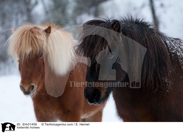Islnder / Icelandic horses / EH-01458