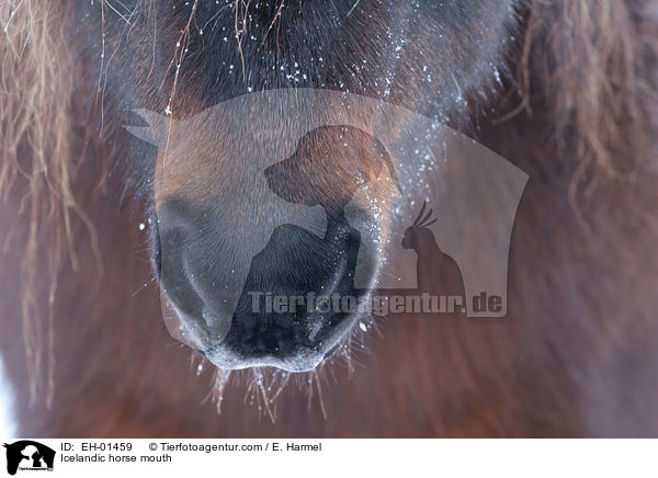 Islnder Maul / Icelandic horse mouth / EH-01459