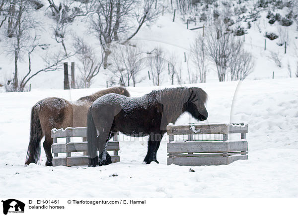 Islnder / Icelandic horses / EH-01461