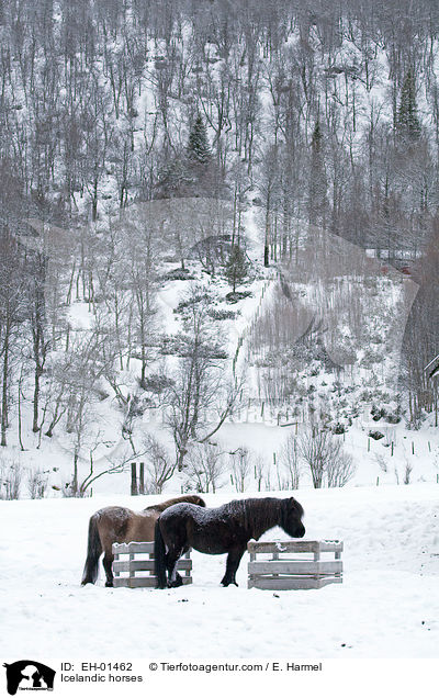 Islnder / Icelandic horses / EH-01462