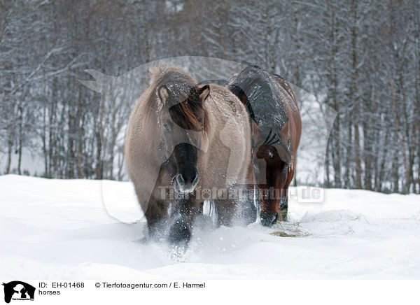 Islnder und Araber / horses / EH-01468