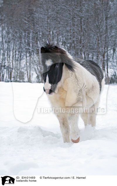 Islnder / Icelandic horse / EH-01469