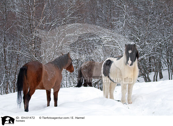 Islnder und Araber / horses / EH-01472