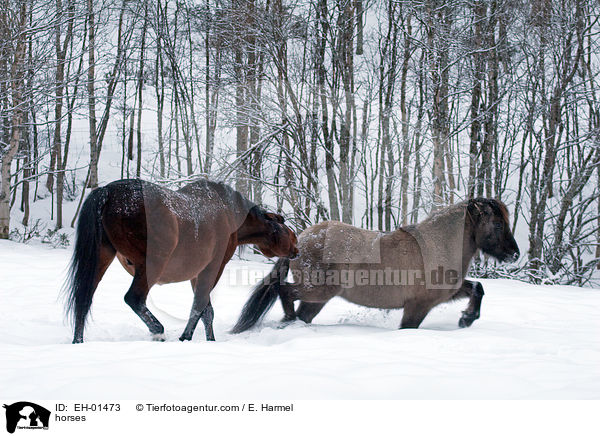 Islnder und Araber / horses / EH-01473