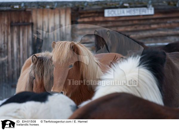 Icelandic horses / EH-01508