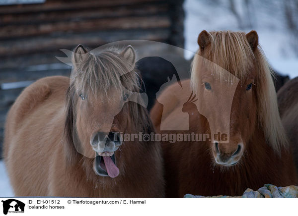 Islnder / Icelandic horses / EH-01512